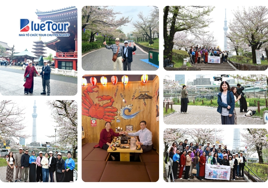 Cung Đường Vàng Mùa Hoa Anh Đào: Bản Giao Hưởng Sắc Xuân Phù Tang 2026