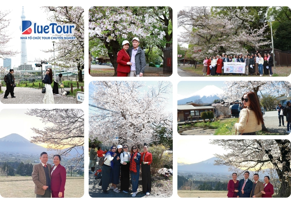 Cung Đường Vàng Mùa Hoa Anh Đào: Bản Giao Hưởng Sắc Xuân Phù Tang 2026