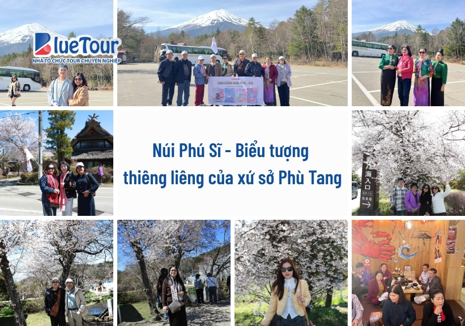 Cung Đường Vàng Mùa Hoa Anh Đào: Bản Giao Hưởng Sắc Xuân Phù Tang 2026