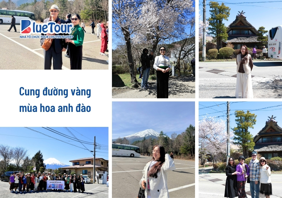 Cung Đường Vàng Mùa Hoa Anh Đào: Bản Giao Hưởng Sắc Xuân Phù Tang 2026