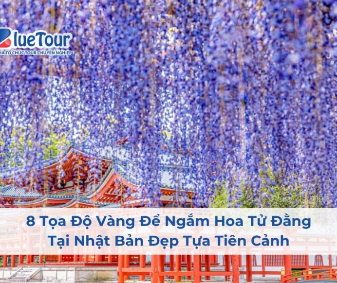 8 Tọa Độ Vàng Để Ngắm Hoa Tử Đằng Tại Nhật Bản Đẹp Tựa Tiên Cảnh