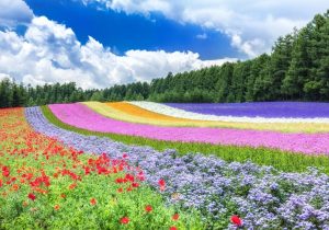 KHÁM PHÁ HOKKAIDO MÙA LAVENDER 2026