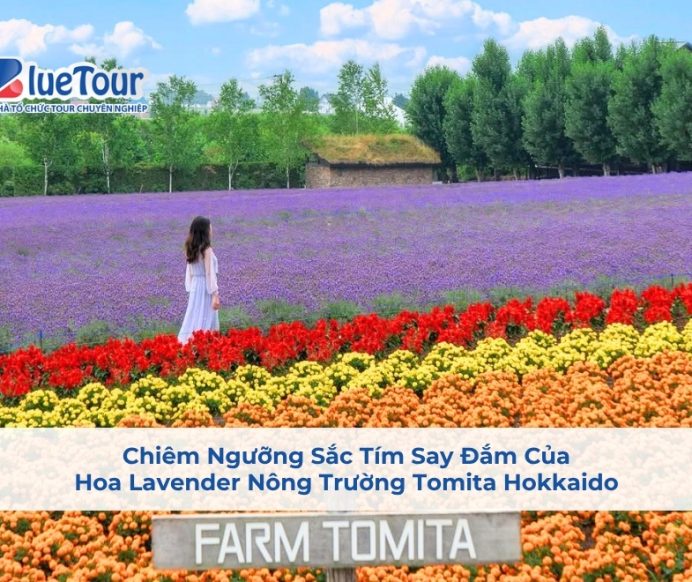 Chiêm Ngưỡng Sắc Tím Say Đắm Của Hoa Lavender Nông Trường Tomita Hokkaido
