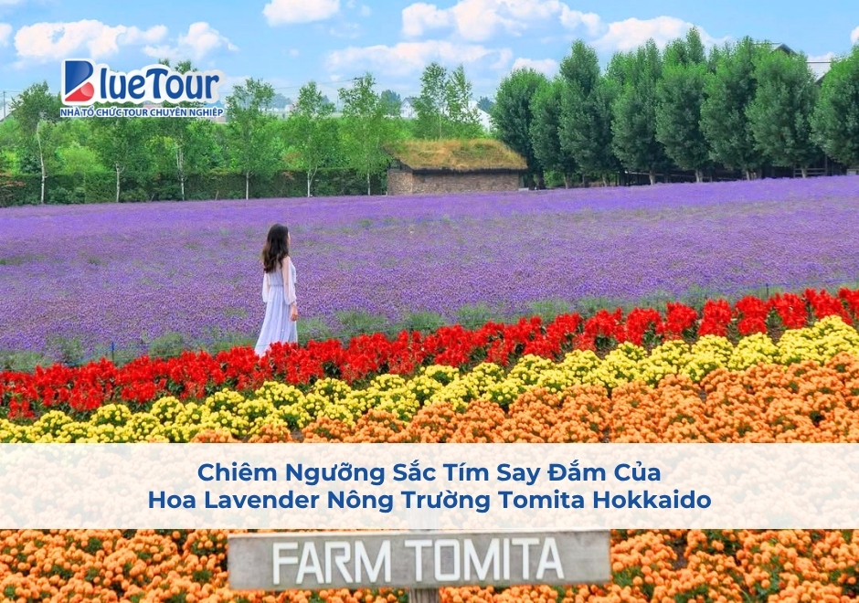 Chiêm Ngưỡng Sắc Tím Say Đắm Của Hoa Lavender Nông Trường Tomita Hokkaido