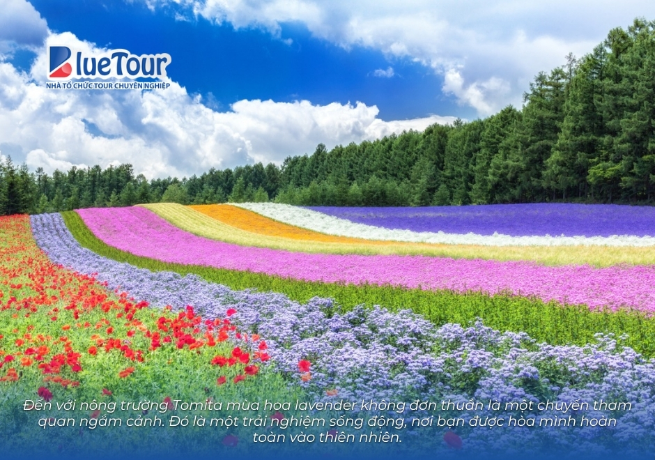 Chiêm Ngưỡng Sắc Tím Say Đắm Của Hoa Lavender Nông Trường Tomita Hokkaido
