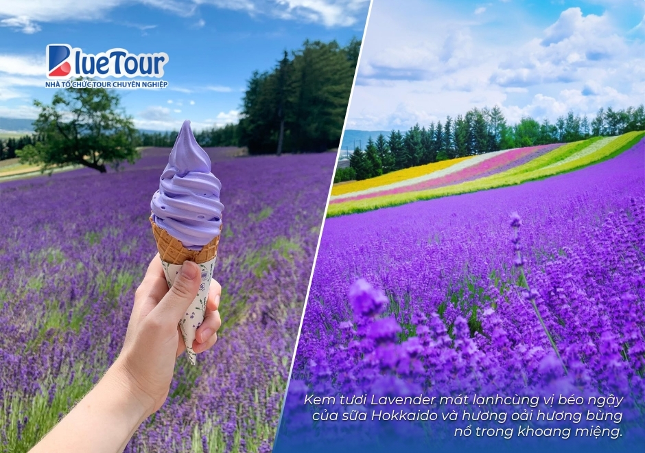 Chiêm Ngưỡng Sắc Tím Say Đắm Của Hoa Lavender Nông Trường Tomita Hokkaido