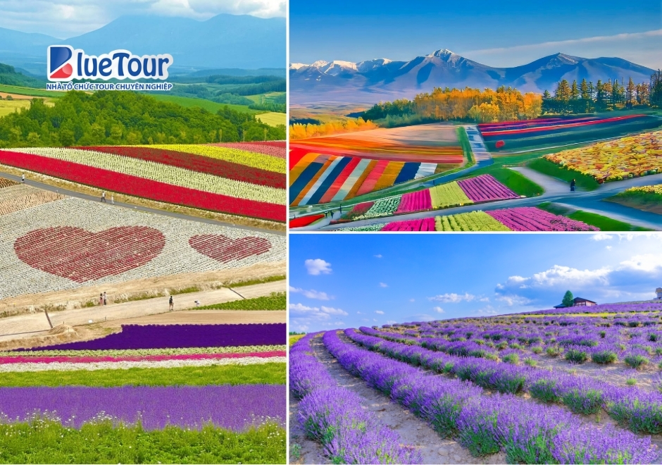 Chiêm Ngưỡng Sắc Tím Say Đắm Của Hoa Lavender Nông Trường Tomita Hokkaido