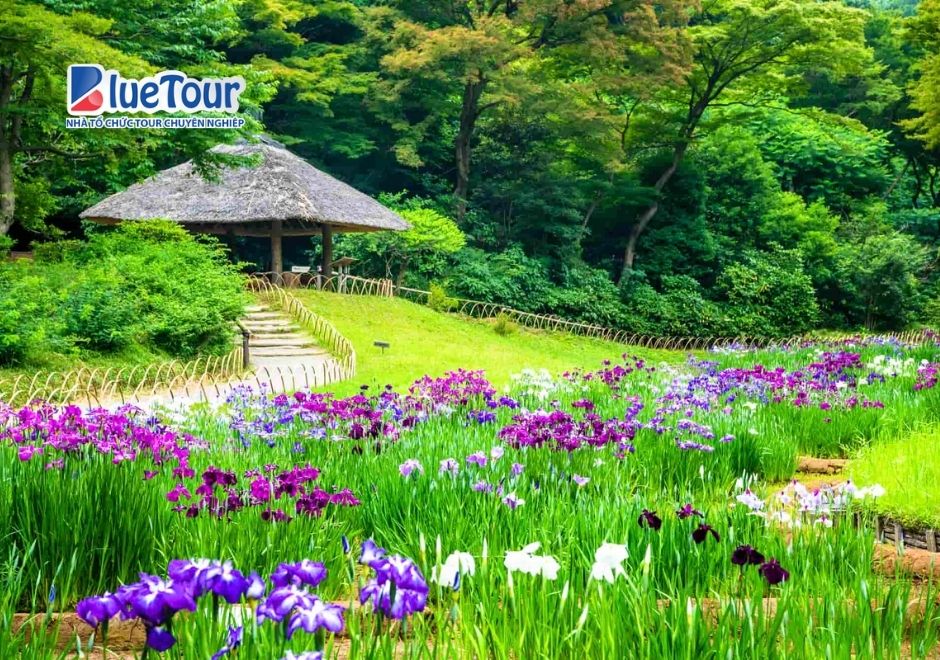 Đền Thờ Meiji Jingu: Tìm Về Khoảng Lặng Bình Yên Giữa Lòng Tokyo Sầm Uất