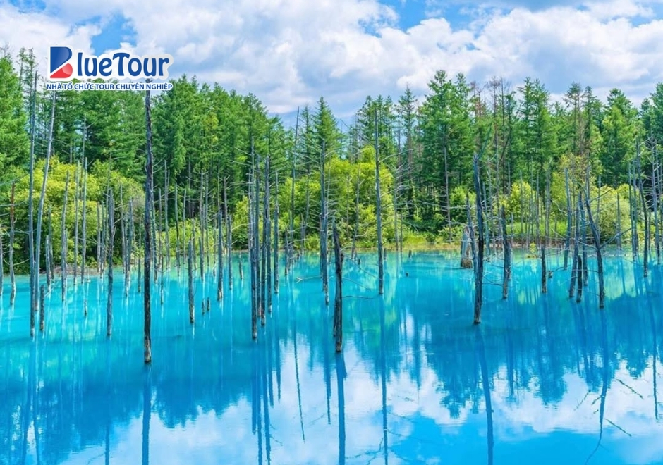 Lạc Bước Giữa Chốn Tiên Cảnh Siêu Thực Tại Hồ Xanh Biei Hokkaido