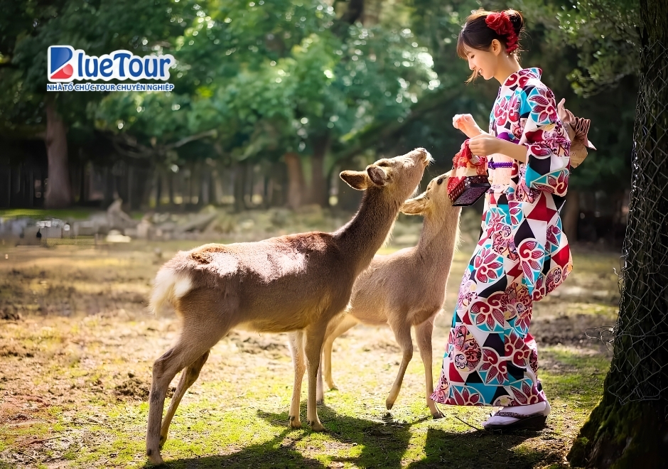Chùa Todai-ji: Kiệt Tác Phật Giáo Và Biểu Tượng Linh Thiêng Của Nara