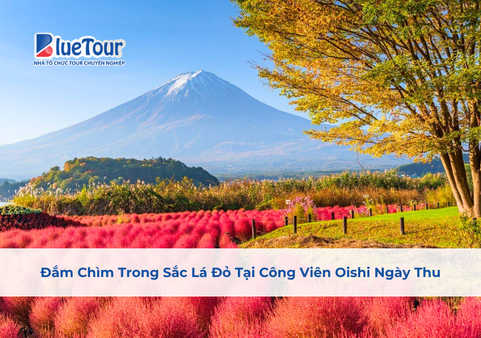 Đắm Chìm Trong Sắc Lá Đỏ Tại Công Viên Oishi Ngày Thu