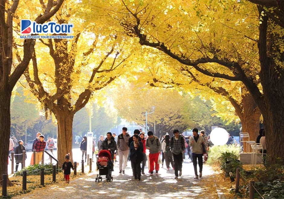 Lạc Bước Giữa Thiên Đường Lá Vàng Tại Công Viên Meiji Jingu Gaien