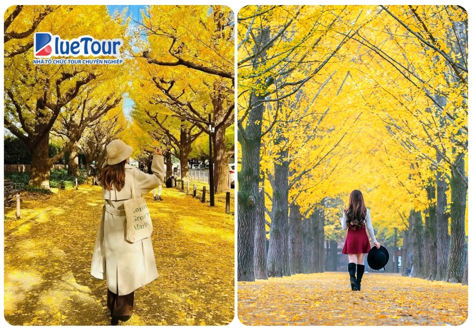 Lạc Bước Giữa Thiên Đường Lá Vàng Tại Công Viên Meiji Jingu Gaien