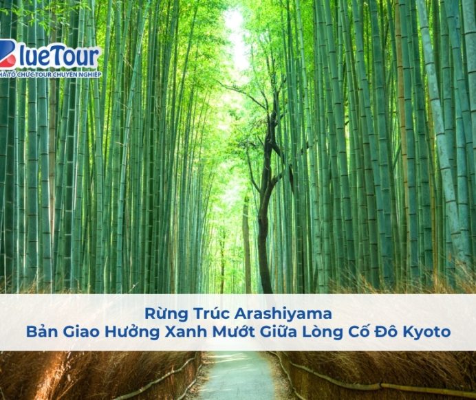 Rừng Trúc Arashiyama: Bản Giao Hưởng Xanh Mướt Giữa Lòng Cố Đô Kyoto