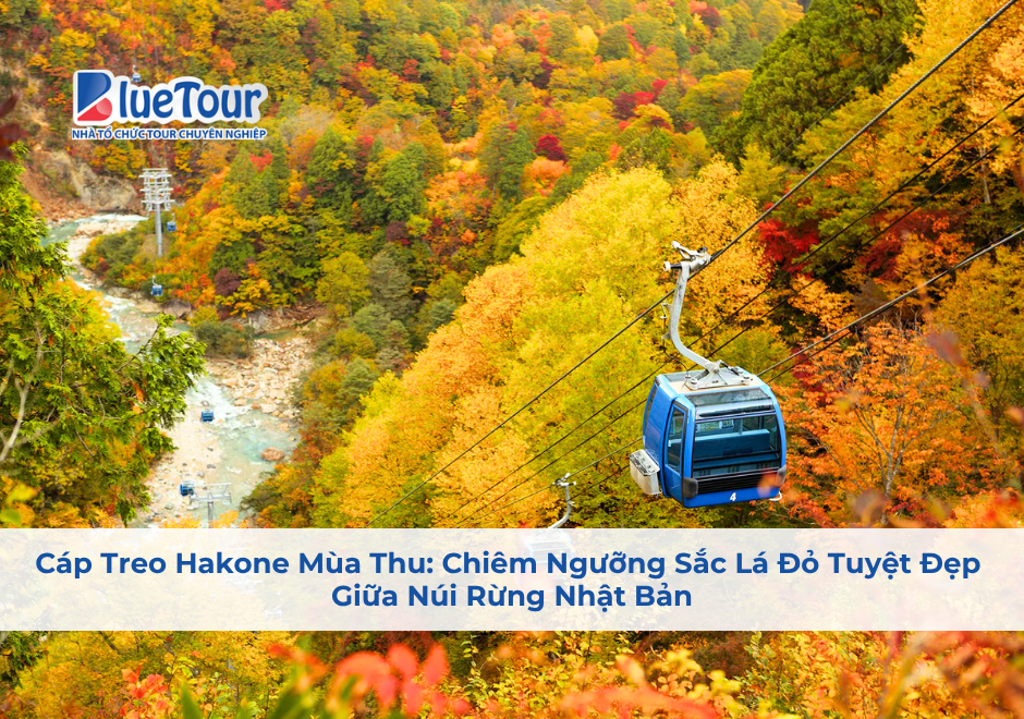 Cáp Treo Hakone Mùa Thu: Chiêm Ngưỡng Sắc Lá Đỏ Tuyệt Đẹp Giữa Núi Rừng Nhật Bản