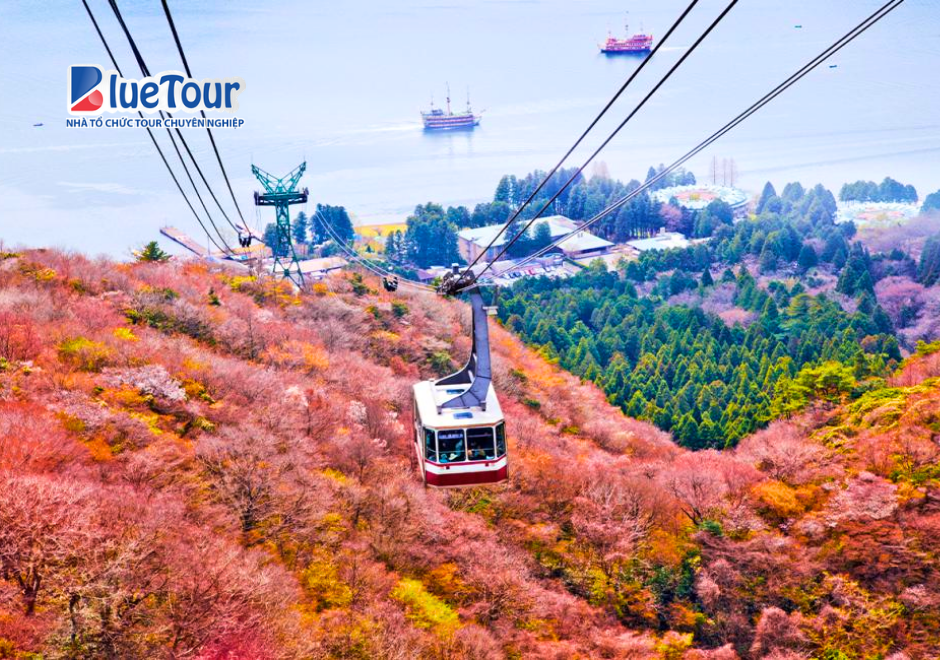 Cáp Treo Hakone Mùa Thu: Chiêm Ngưỡng Sắc Lá Đỏ Tuyệt Đẹp Giữa Núi Rừng Nhật Bản