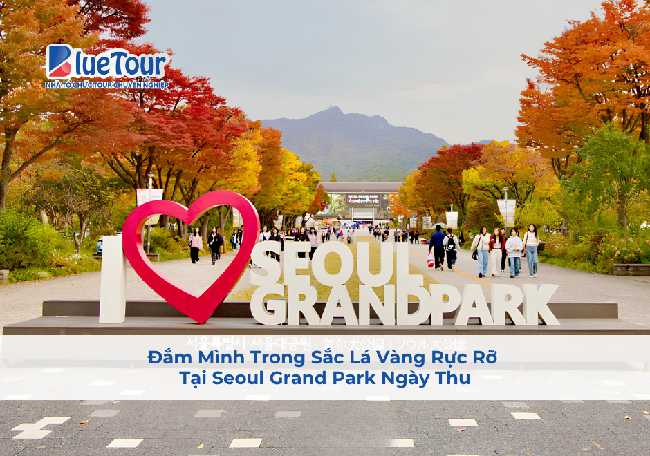 Đắm Mình Trong Sắc Lá Vàng Rực Rỡ Tại Seoul Grand Park Ngày Thu