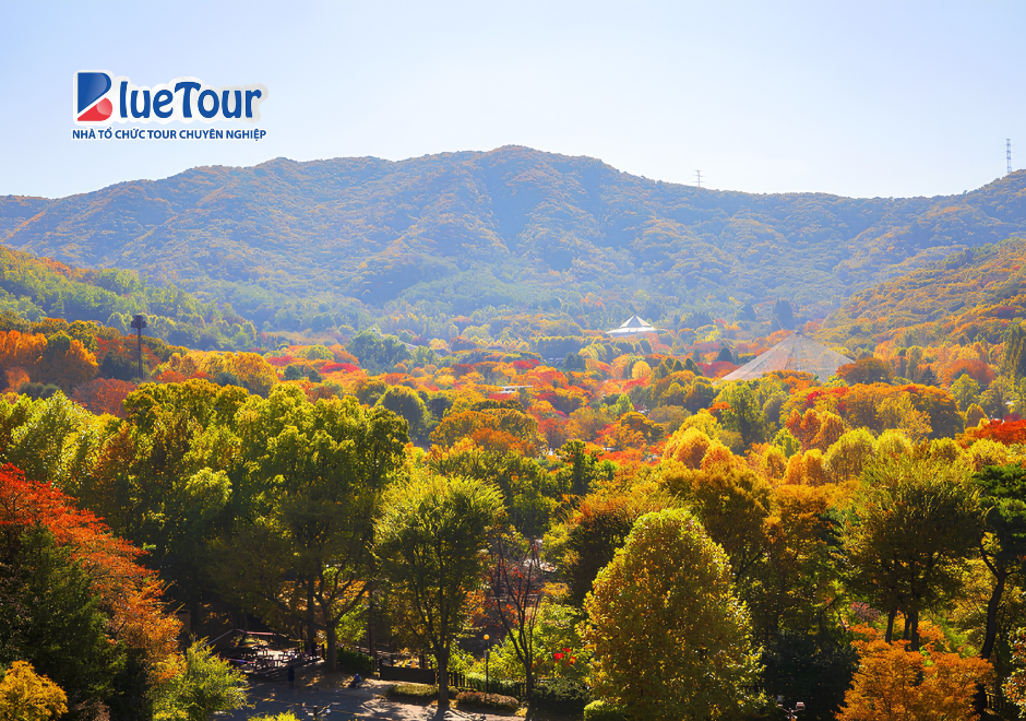 Đắm Mình Trong Sắc Lá Vàng Rực Rỡ Tại Seoul Grand Park Ngày Thu