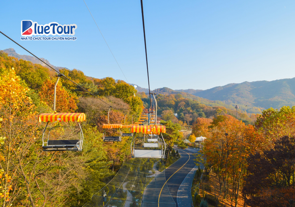 Đắm Mình Trong Sắc Lá Vàng Rực Rỡ Tại Seoul Grand Park Ngày Thu