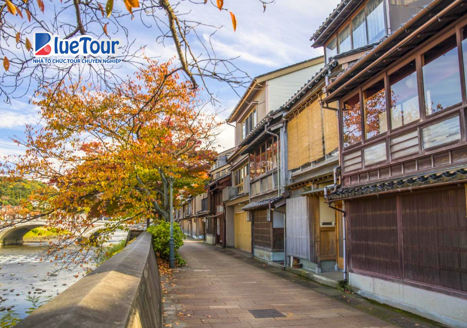 Mùa Lá Vàng Tại Kanazawa: Vẻ Đẹp Cổ Kính Giữa Sắc Thu Nhật Bản
