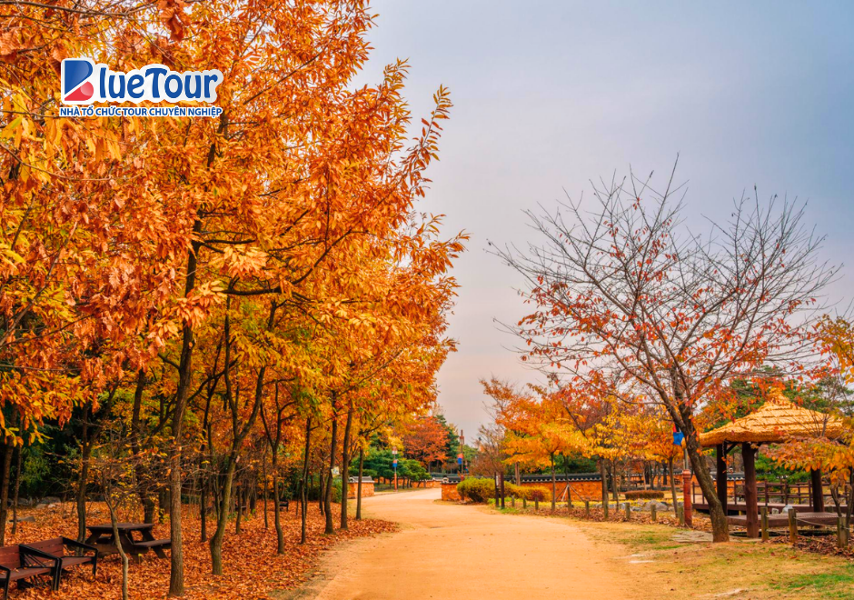 Đảo Wolmido Ngày Thu: Đắm Mình Trong Sắc Vàng Bên Biển Incheon
