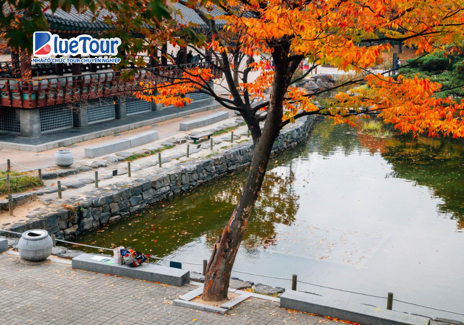 Làng Cổ Namsangol Hanok Vào Mùa Thu: Nốt Trầm Bình Yên Giữa Lòng Seoul
